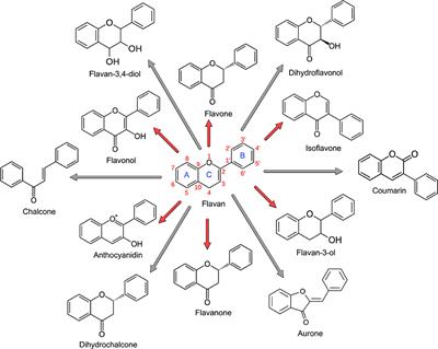 Nutritional Aspects of Ecologically Relevant Phytochemicals in Ruminant Production